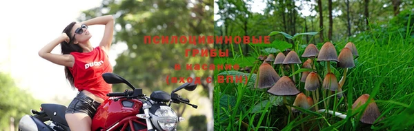 PSILOCYBIN Беломорск